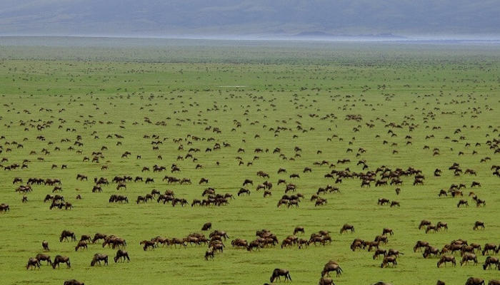 serengeti-national-park-ngu
