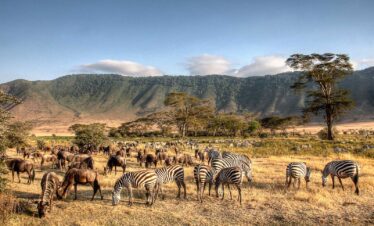ngorongoro safari