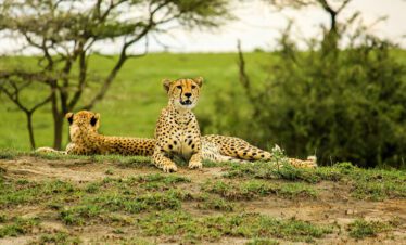 Tarangire Safari Zanzibar
