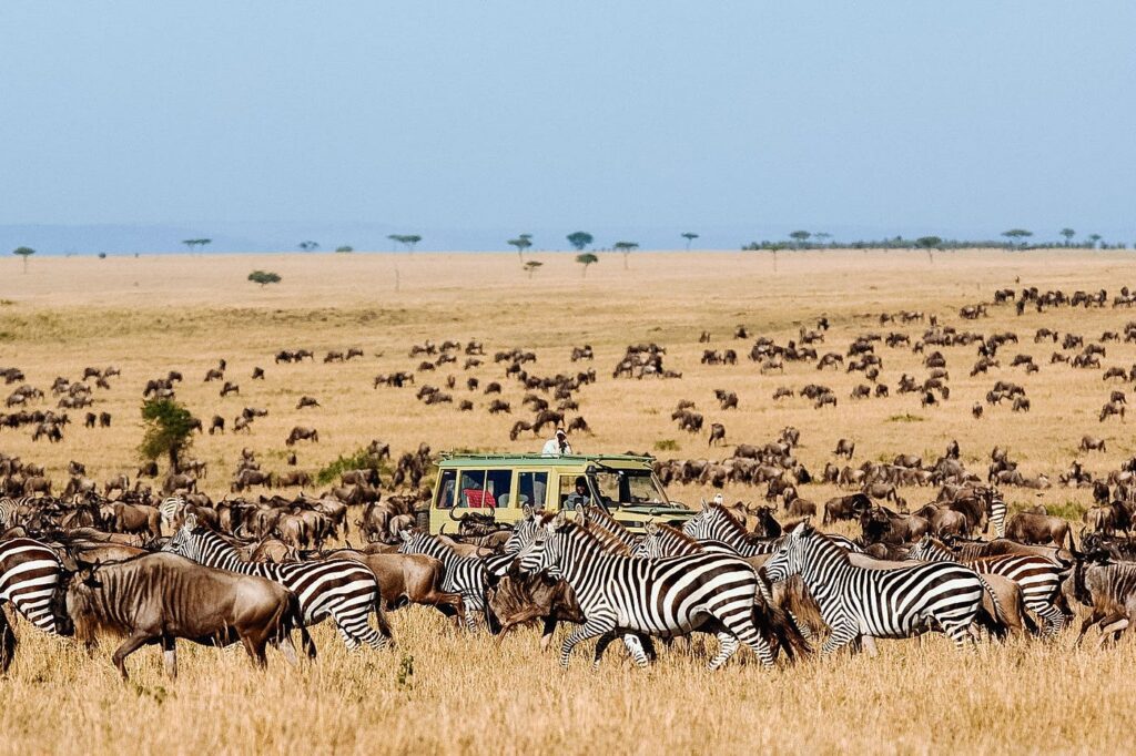 Tanzania Safari