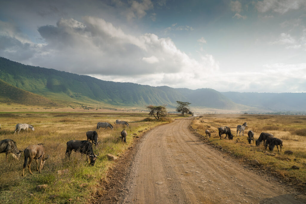 Best Times to Visit Ngorongoro 