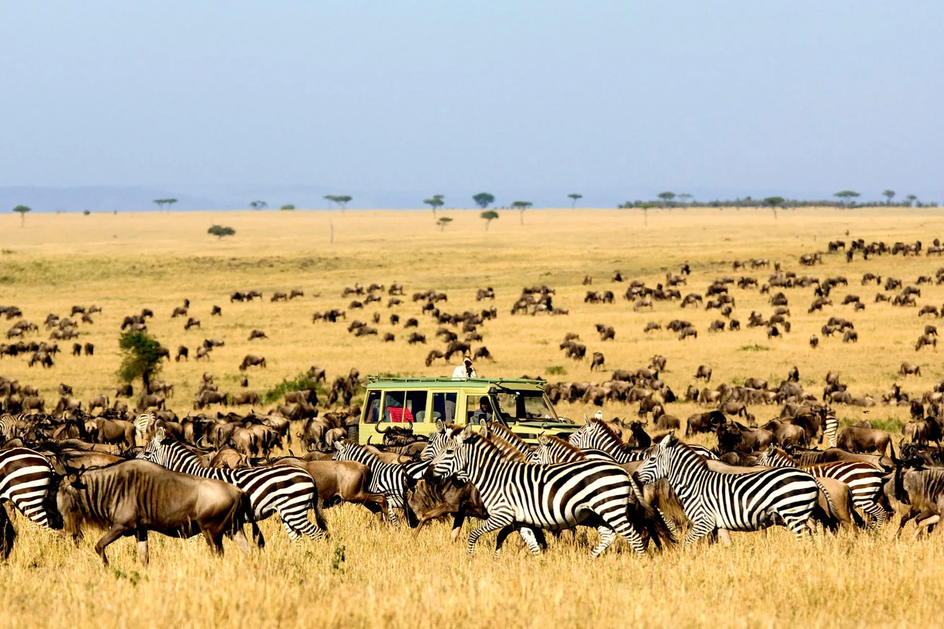Serengeti Central (Seronera)