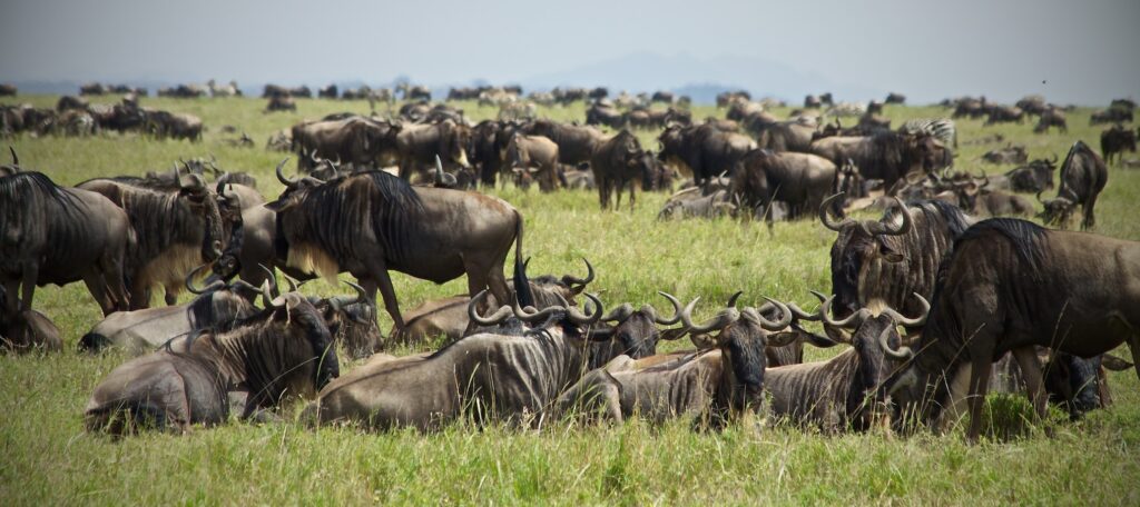 Serengeti Wildebeest Migration Tours