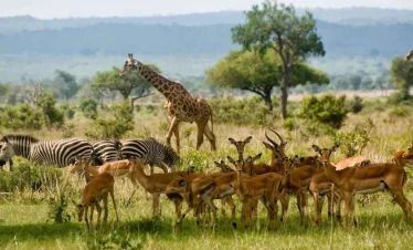 A group of giraffes, antelopes and zebra grazing.