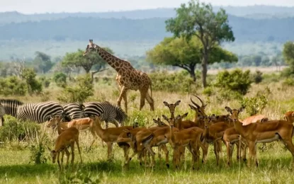 Why Choose Mikumi National Park Safaris for Your Tanzanian Adventure?