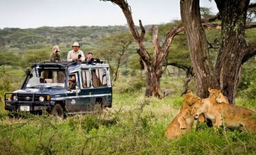 Tourists enjoying a safari atop a vehicle, observing lions lounging nearby in the wild.