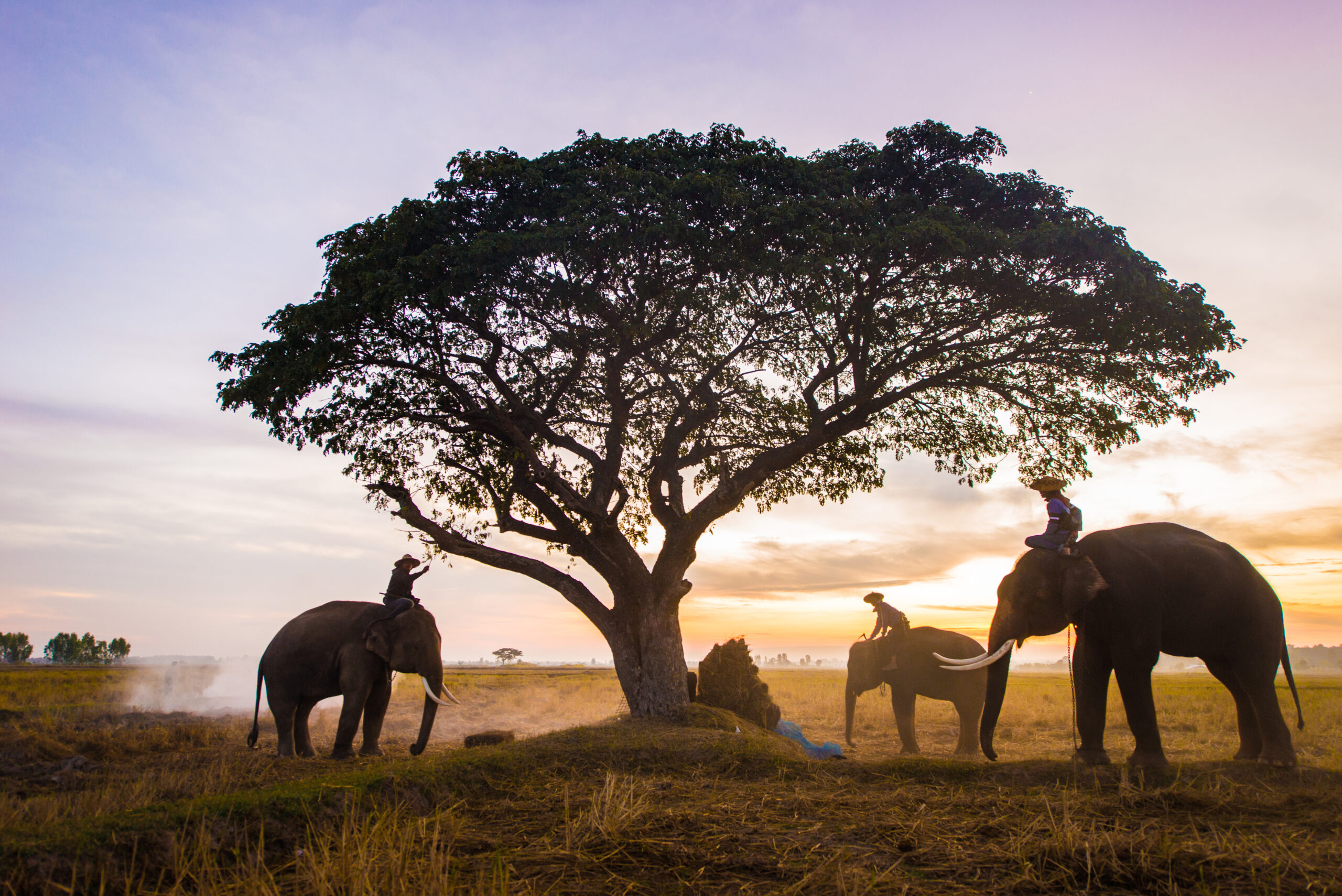 Ellephants and farmers in asian countryside at sunrise, Thailand - Thai elephants in Surin region, daily life in the nature