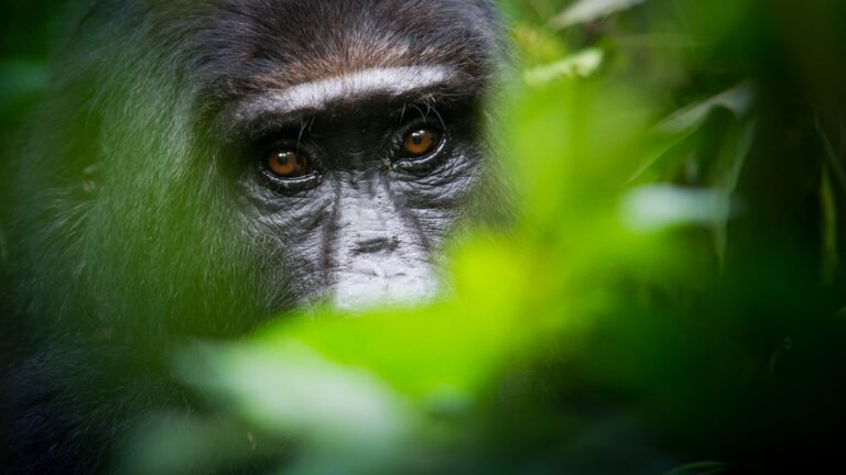 Gorilla Safari