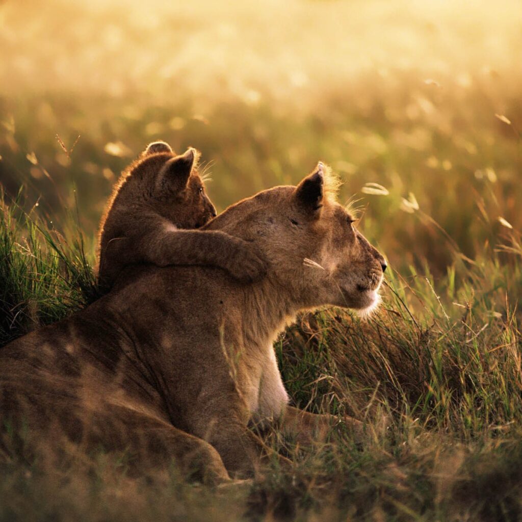 safari from dar es salaam mikumi national park located southern tanzania safari