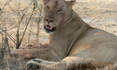 1 day safari to mikumi by sgr train