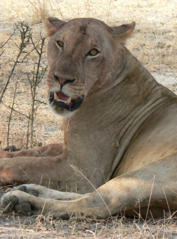 1 day safari to mikumi by sgr train