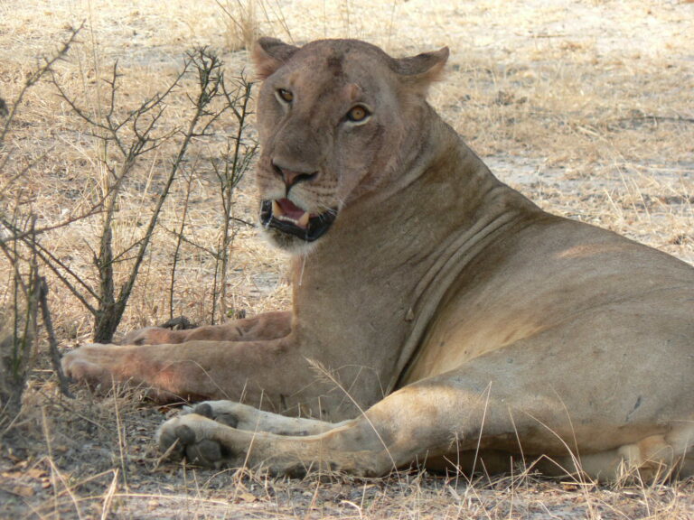1 day safari to mikumi by sgr train