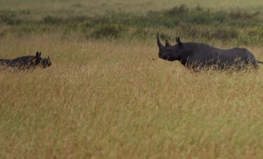 Zanzibar Safari Rhino park