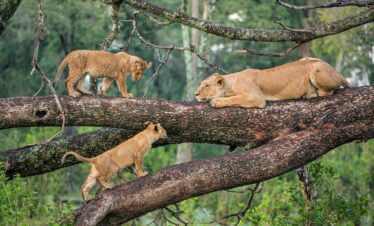 Zanzibar safari lions sighted