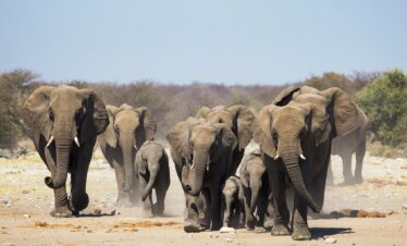 ZANZIBAR SAFARI TANZANIA