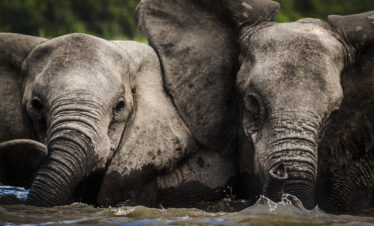 safari from zanzibar to southern tanzania safari park