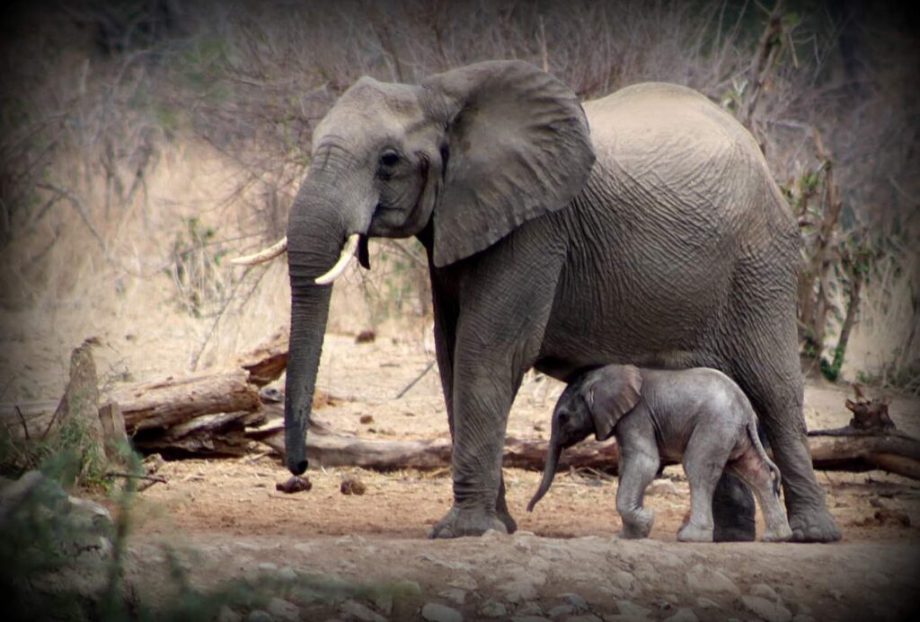 Elephants grazing during a Tanzania safari from Zanzibar