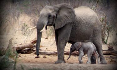 Elephants grazing during a Tanzania safari from Zanzibar