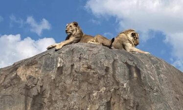 Safari from Zanzibar to Serengeti