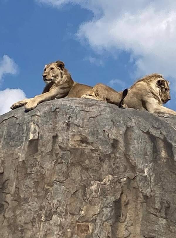 Safari from Zanzibar to Serengeti