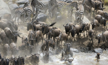 Safari from Zanzibar to Serengeti