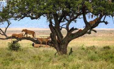 Tanzania safari from Zanzibar