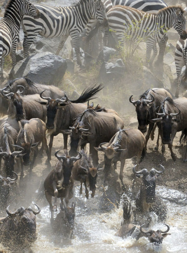Safari from Zanzibar to Serengeti
