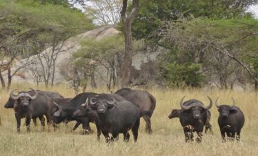 2-Day Mikumi Safari from Dar es salaam by SGR Train