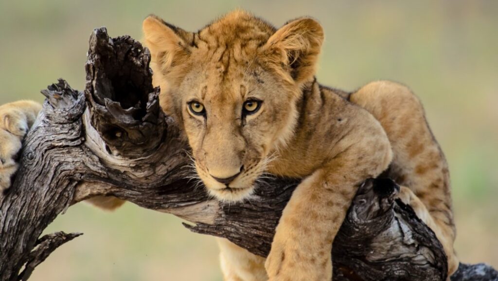 A cub lion hangs on a tree in Ruaha National Park safari