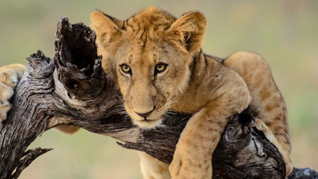A cub lion hangs on a tree in Ruaha National Park safari