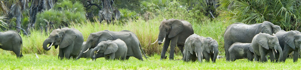 Wildlife landscape in Nyerere National Park, Tanzania