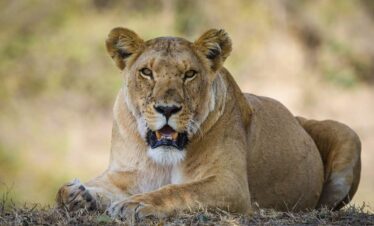ZANZIBAR SAFARI LION