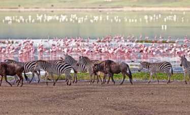 ZANZIBAR SAFARI MANYARA
