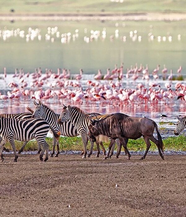 ZANZIBAR SAFARI MANYARA