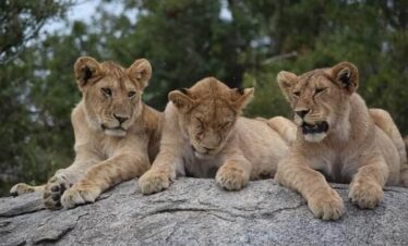 6 days safari to serengeti and ngorongoro trip