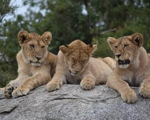 6 days safari to serengeti and ngorongoro trip