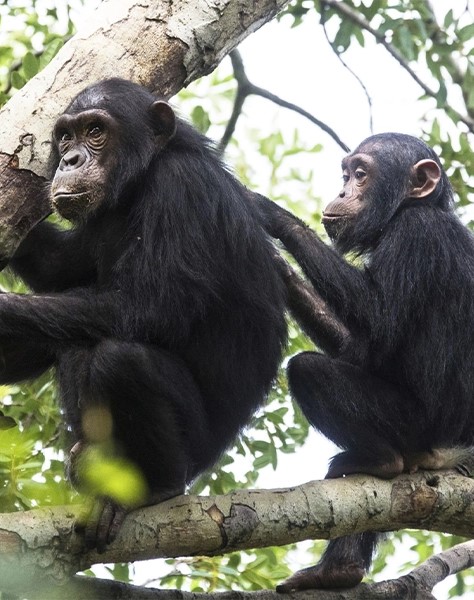 Chimpanzee Trekking in Gombe