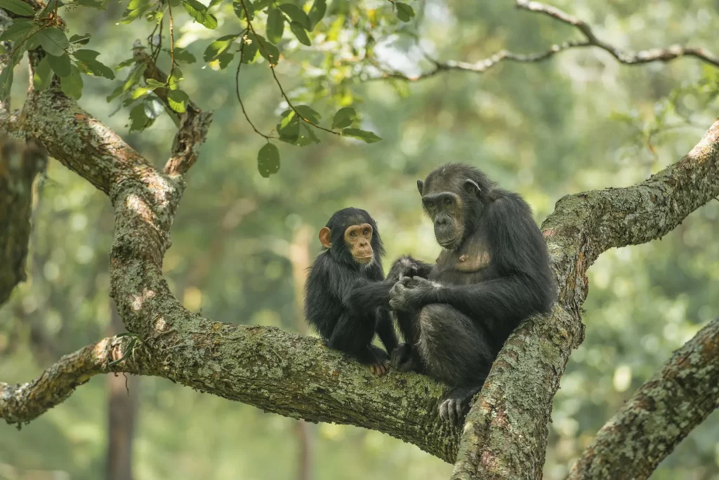3-Day Gombe Chimpanzee Trekking Safari (Budget Fly-in from Dar es Salaam)