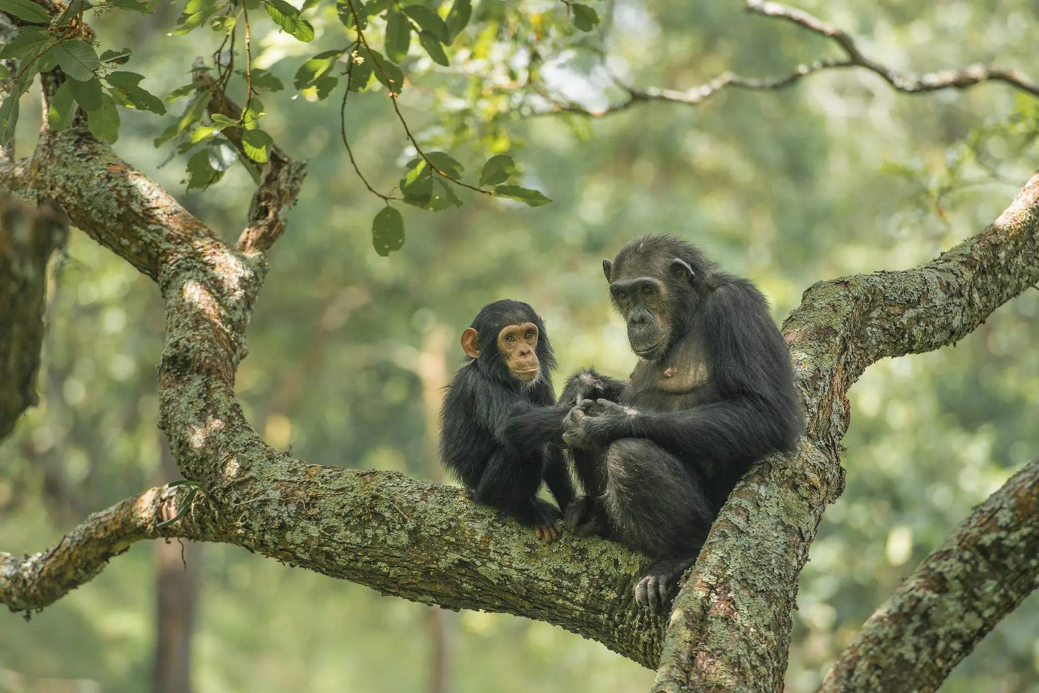Chimpanzee trekking travel in Tanzania at Gombe