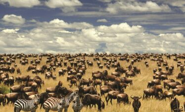6 days safari to serengeti and ngorongoro tour