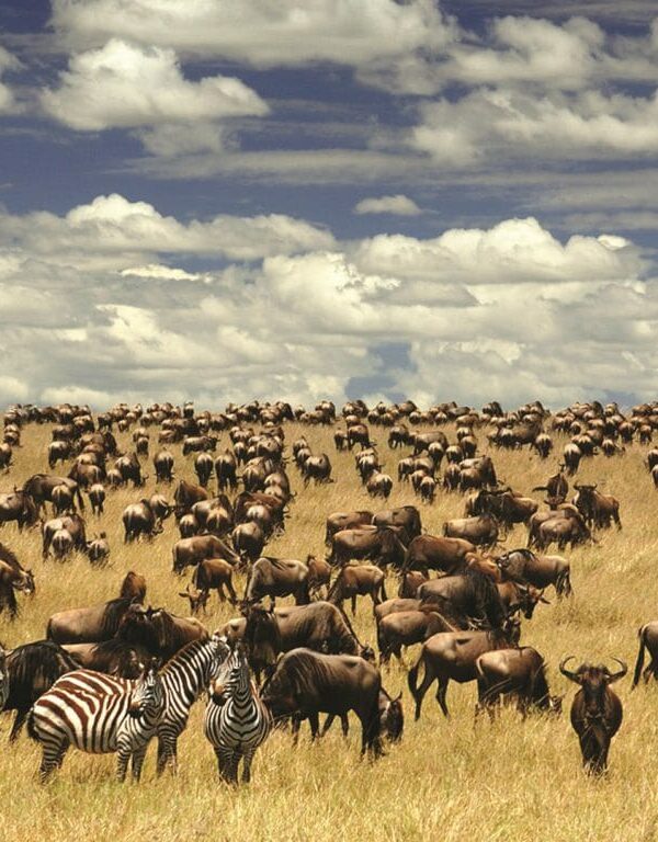 6 days safari to serengeti and ngorongoro tour