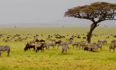 sesrengeti 3 days from zanzibar safari tanzania
