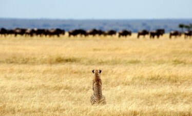 6 days serengeti safari