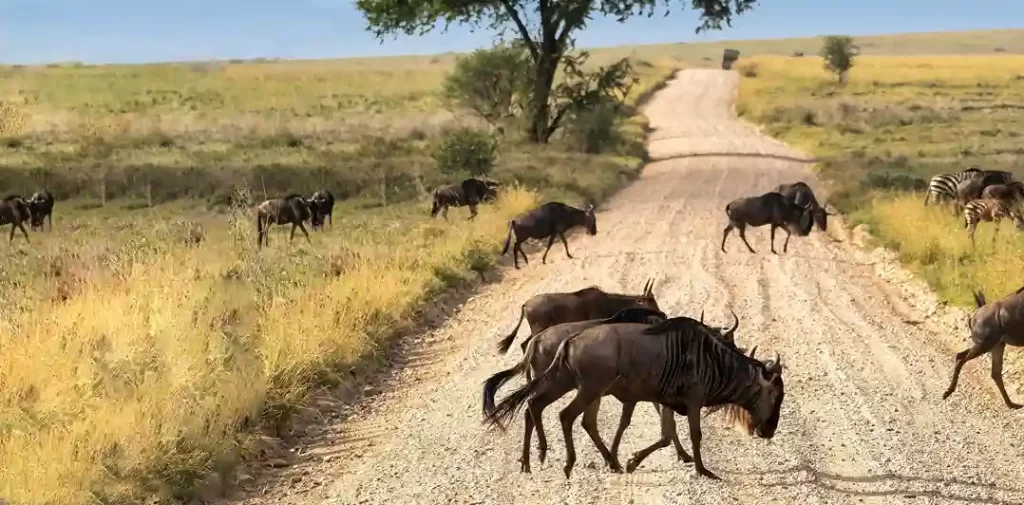 3 days serenegeti safari