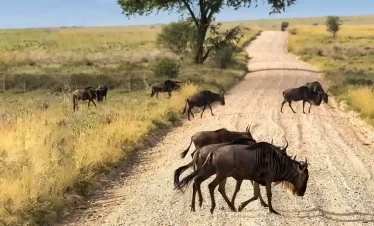 3 days serenegeti safari