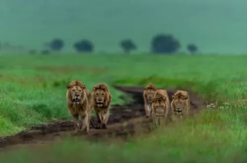 Morning Game Drive & Return to Arusha