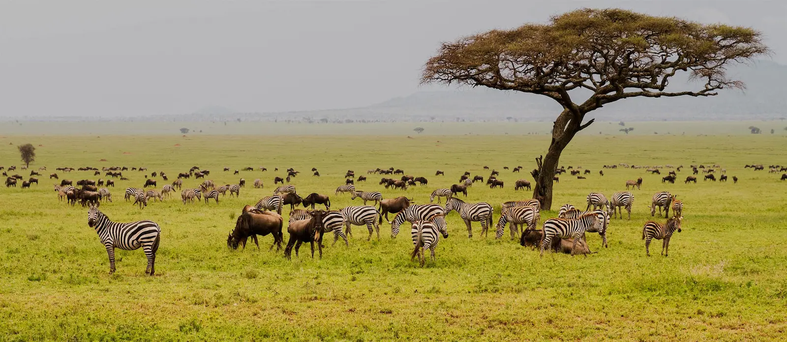 Tanzania Serengeti safari and Zanzibar beach holiday