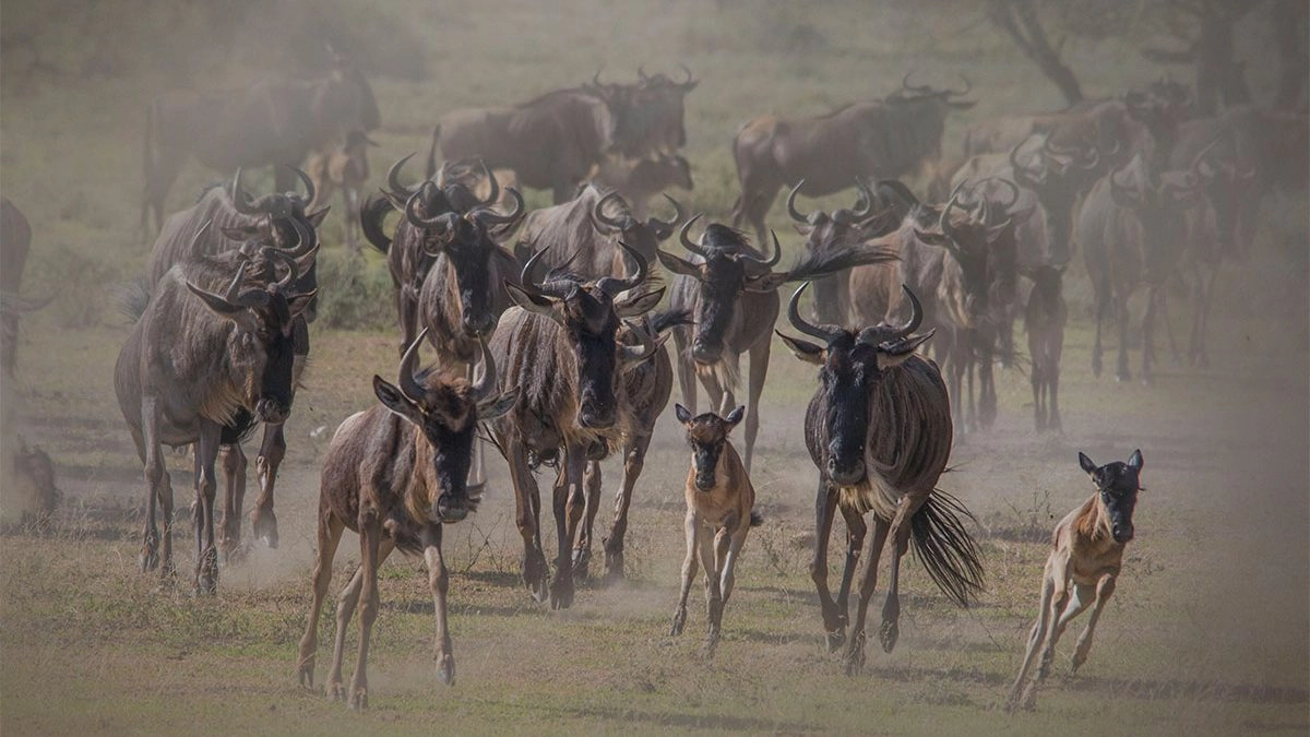 6-Day Serengeti Calving Season Safari