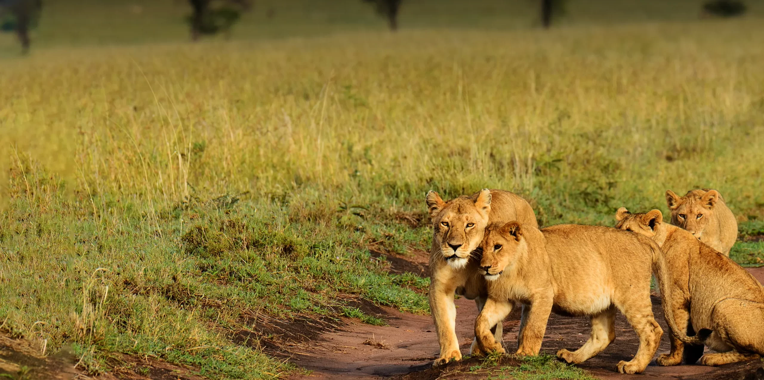 3-Day Tarangire & Lake Manyara Safari (Private Mid-Range)