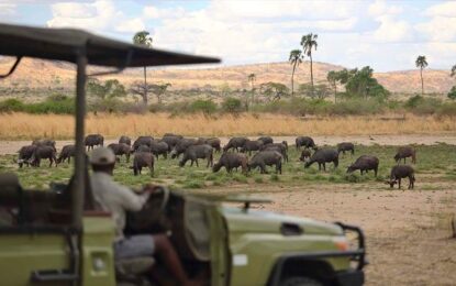 Southern Tanzania Safari: Which Park Is Right for You?